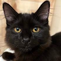 Thumbnail photo of LICORICE #4