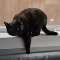 Thumbnail photo of Cami #2