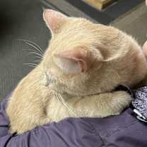 Thumbnail photo of Pressley #3