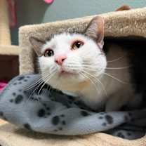 Thumbnail photo of Willow #2