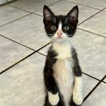 Thumbnail photo of Cookies #1