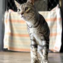 Thumbnail photo of Louie #1