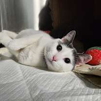 Thumbnail photo of Mario #1