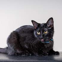 Thumbnail photo of Flash #2