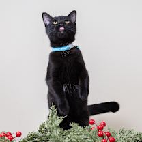 Thumbnail photo of Flash #3