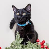 Thumbnail photo of Flash #4