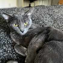 Thumbnail photo of Molly #1