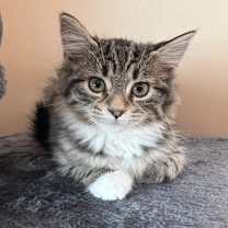 Thumbnail photo of Caramel #1