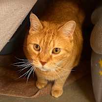 Thumbnail photo of Jack #4