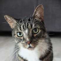 Thumbnail photo of Toby-Wan Kenobi #1