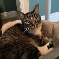 Thumbnail photo of Toby-Wan Kenobi #2