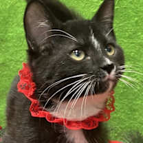 Thumbnail photo of Shadow #4