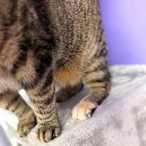 Thumbnail photo of Mini #3