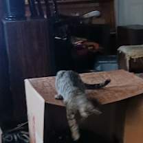 Thumbnail photo of Archie #2