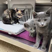 Thumbnail photo of Berry #3