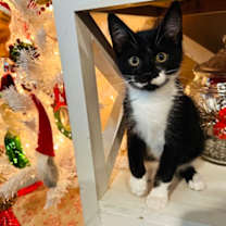 Thumbnail photo of Oreo #2