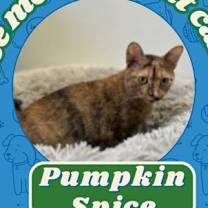 Thumbnail photo of Pumpkin Spice #1