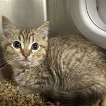 Thumbnail photo of Timber Robert Cat #1