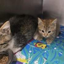 Thumbnail photo of Timber Robert Cat #2