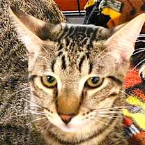 Thumbnail photo of KOBE #2