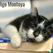 Thumbnail photo of Inigo Montoya #1