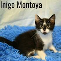 Thumbnail photo of Inigo Montoya #3