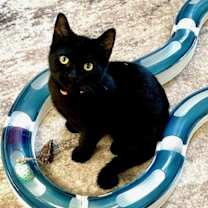 Thumbnail photo of Ash #1