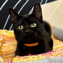 Thumbnail photo of Ash #2