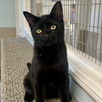 Thumbnail photo of Ash #3