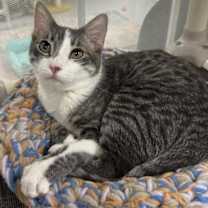 Thumbnail photo of Fig #3