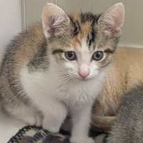 Thumbnail photo of Pixie #2