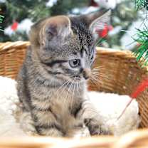 Thumbnail photo of Padmew Amidala #4