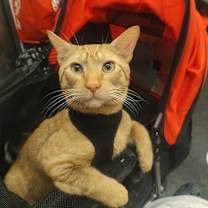 Thumbnail photo of Natsu #1