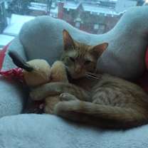 Thumbnail photo of Natsu #2