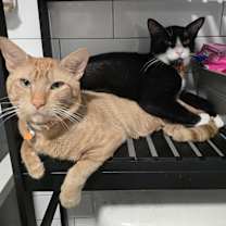 Thumbnail photo of Natsu #4