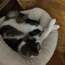 Thumbnail photo of Oliver #3