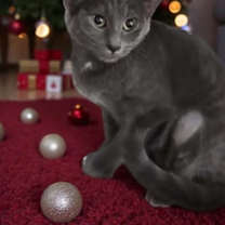 Thumbnail photo of Luna #1