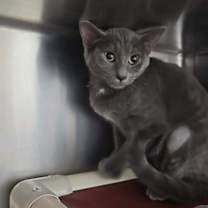 Thumbnail photo of Luna #2