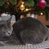 Thumbnail photo of Misty #1