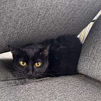 Thumbnail photo of Kitty #2