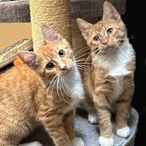 Thumbnail photo of George #4