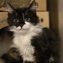 Thumbnail photo of Indie #1