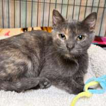 Thumbnail photo of SweetPea #2