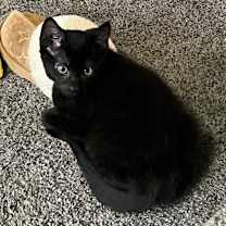 Thumbnail photo of Ollie #3