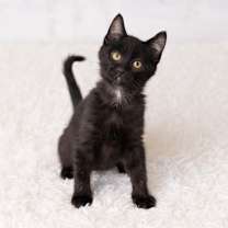 Thumbnail photo of MC #1