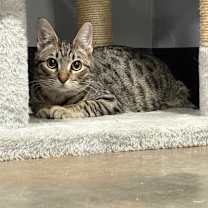 Thumbnail photo of Echo #3