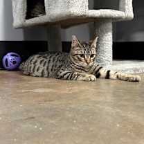 Thumbnail photo of Echo #4