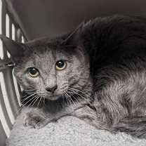 Thumbnail photo of Drew #1