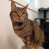 Thumbnail photo of Trixie #4