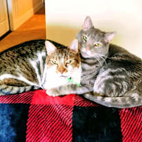 Thumbnail photo of Blue #3